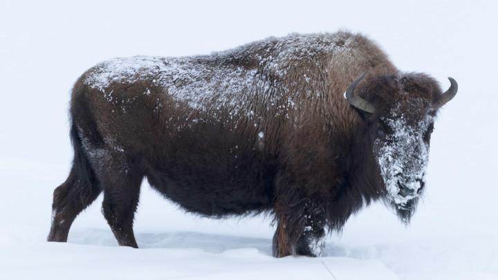 Bison