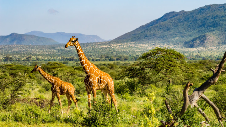 ©TCS_SS_1331674283_MasaiMara