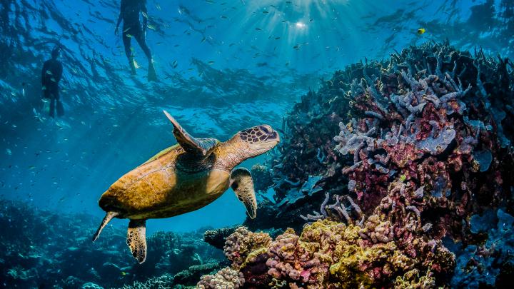Turtle,Swimming,Among,Colorful,Coral,Reef,With,Swimmers,And,Divers