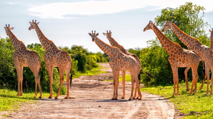 A,Herd,Of,Giraffes,Crosses,The,Road,,Chobe,National,Park,