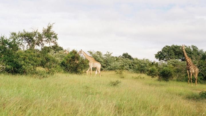 Kruger Park