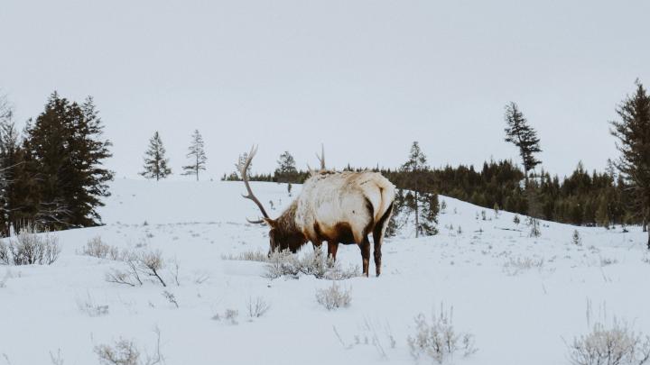 Yellowstone