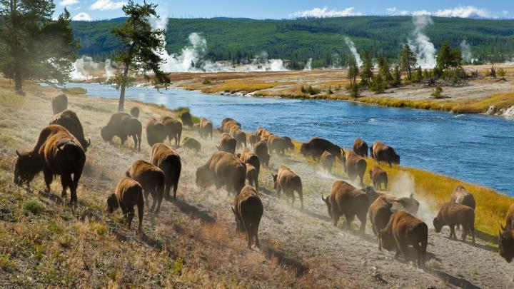 Yellowstone