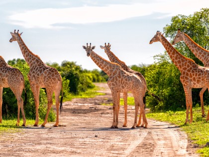 Giraffes on safari