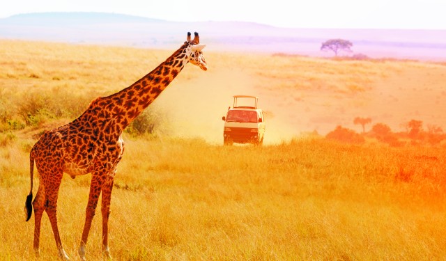 Giraffe