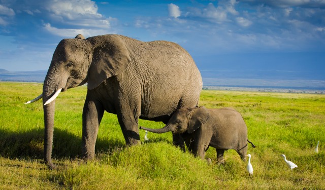 elephants