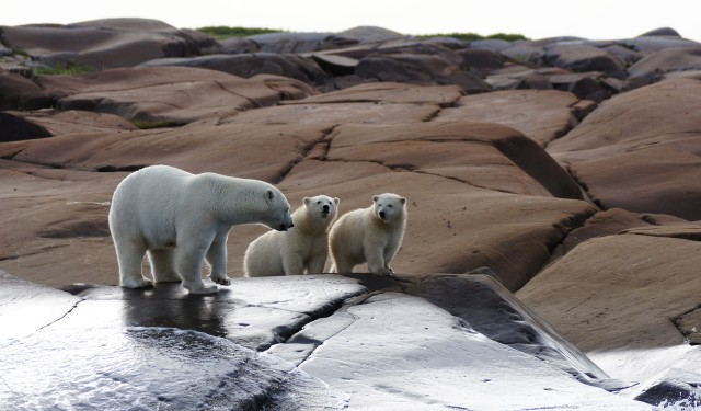 Bear Mom and Cubs.