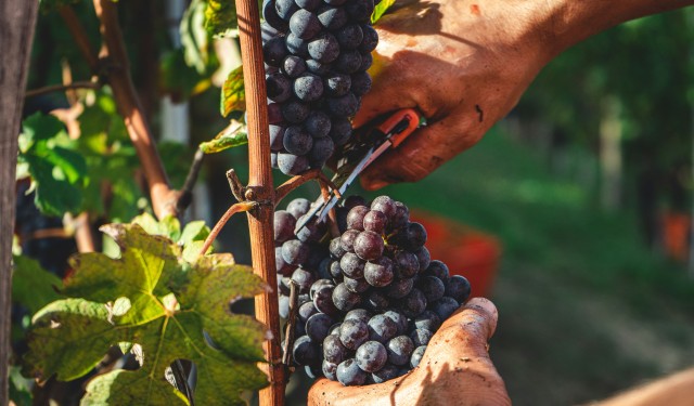 Harvesting wine in Italy