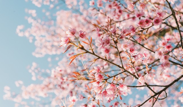 Cherry Blossoms