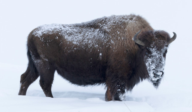 Bison