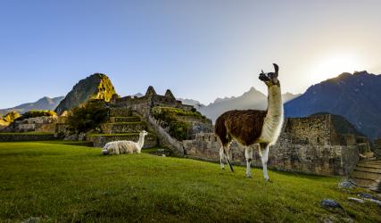 Llamas at first light at Machu Picchu, Peru