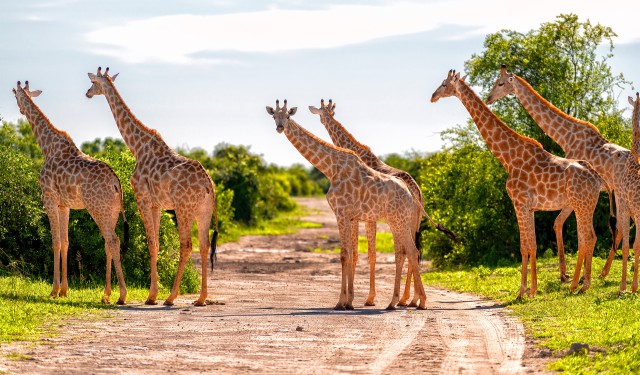 A,Herd,Of,Giraffes,Crosses,The,Road,,Chobe,National,Park,