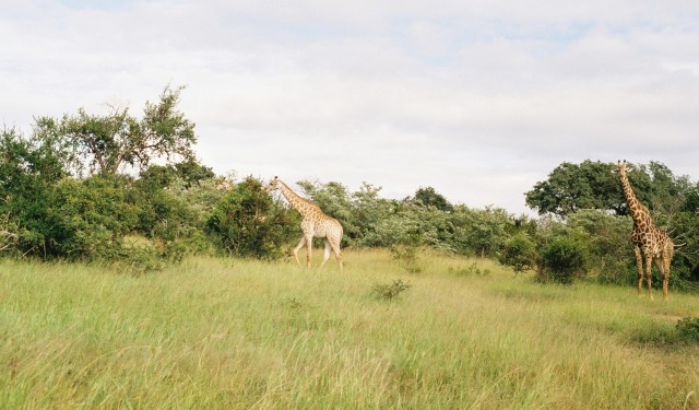 Kruger Park