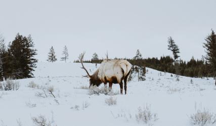 Yellowstone