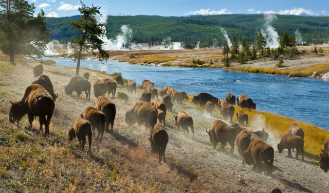 Yellowstone