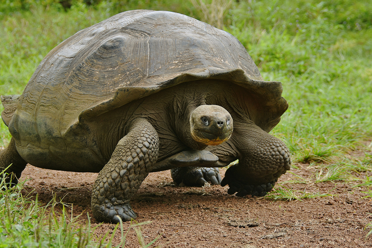 Слоновая черепаха среда обитания. Абингдонская слоновая черепаха. Galapagos giant Tortoise. Галапагосская черепаха. Абингдонская слоновая черепаха одинокий Джордж.